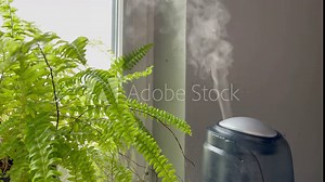 Humidifier starts working from low to high power and then turns off near green fern on grey wall backgound. Water mist steam from humidifier for home plants