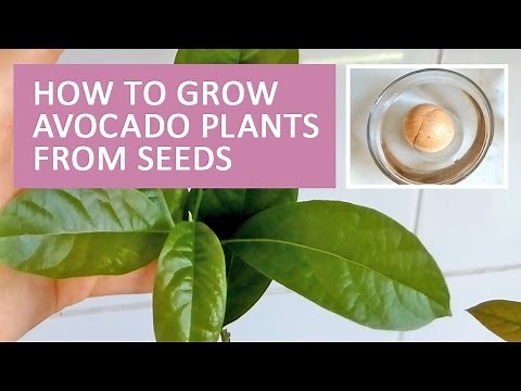 How To Grow Avocado From Seed | Germinating Avocado Seeds | My avocado trees