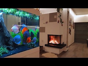 Most Beautiful Home Aquarium Discus Tank Ever - Amazing Discus Feeding