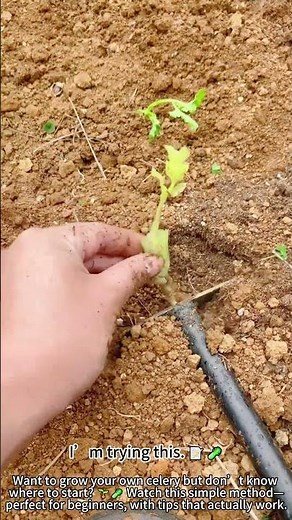 Growing Celery – Perfect for Beginners 🌱🥬
