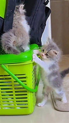 Active Kitten Got Slammed Down
