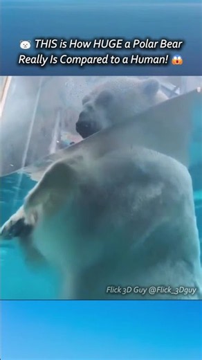 🐻‍❄️ THIS is How HUGE a Polar Bear Really Is Compared to a Human! 😱