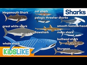 Sharks-English [Children's Animation]