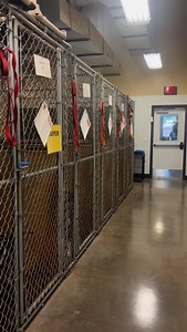 818 reactions · 44 comments | We’re caring for 105 animals. 49 dogs...