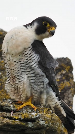 An epic camera for an epic bird 🎥🐦 One of Springwatch's most ambitious cameras yet! Installing the kit at Corfe Castle was a huge undertaking for the team, but the views are worth it 😍 💚🐦🪺 #Springwatch | BBC Springwatch