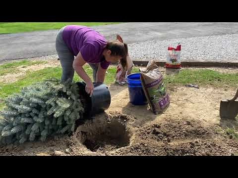 How to Plant a Baby Blue Spruce