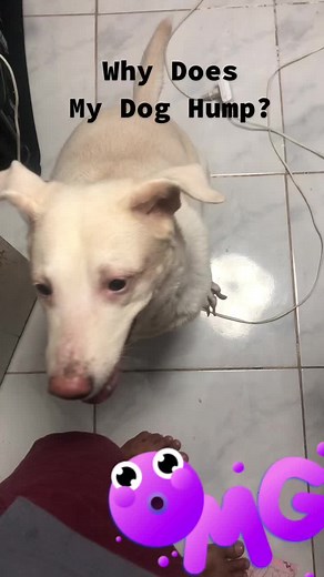 Understanding Dog Humping Behavior: Causes and Meanings