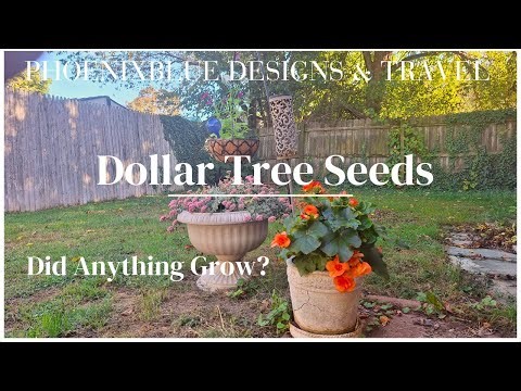 Dollar Tree Seeds - Did Anything Grow?