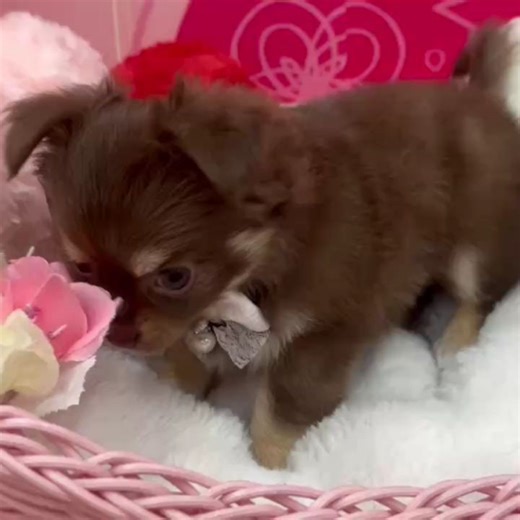 Animal World NICO PET 久喜菖蒲店 on Instagram: "𓈒𓏸 𓂃 ɴᴇᴡ ғᴀᴄᴇ 𓂃 𓈒𓏸 ⋆⸜ご 紹 介⸝⋆ 種 類 :チワワ 性 別 :女の子🌸 毛 色 :チョコレートタン＆ホワイト 誕 生 日 :2025年12月7日 お 問 い 合 わ せ 番 号 : 200019352 ⁡ 🩵パパ🩵チョコレートタン＆ホワイト 3kg 🩷ママ🩷チョコレート＆タン 2.6kg ＿＿＿＿＿＿＿＿＿＿＿＿＿＿＿＿＿＿＿＿＿＿ ⁡ 可愛らしいチワワちゃんが来てくれました🩷 ムチムチボディが愛らしい女の子🌟 元気いっぱいおもちゃで遊ぶのが大好きです🥰 チワワちゃんとと大きさが変わらないくらい大きなおもちゃを咥えて走り回ってます🤭 ぜひ可愛らしいチワワちゃんに会いに来てください💨 ＿＿＿＿＿＿＿＿＿＿＿＿＿＿＿＿＿＿＿＿＿＿