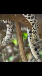 10K reactions · 564 shares | Delving deep into the secrets of the savannah, where elusive leopards stalk their prey with silent precision. Discover the untold stories of Africa's most enigmatic predators. #SafariLife #WildernessWonders #safari2024 #TanzaniaInsideAndSafari | Tanzania Inside and Safari | Facebook