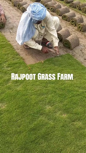 Allhamdulillah. Beautiful Korean carpet Grass cropping in my farm. Delivery All available across in Pakistan. #gardening #Fine_Dhaka #1millionviews #GreenGrass #foruyou