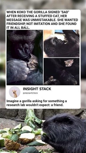 The Heartbreaking Moment Koko the Gorilla SIGNED 'Sad' for a Friend