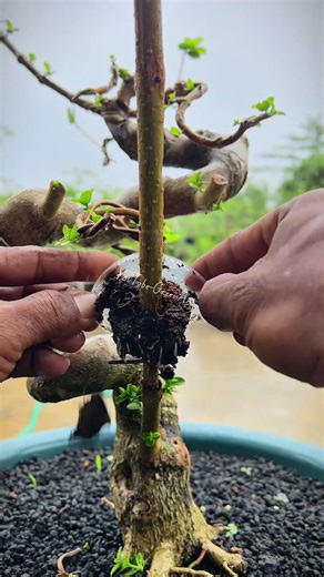 “Results after 12 days of bonsai air layering.” #bonsai #plants #tree