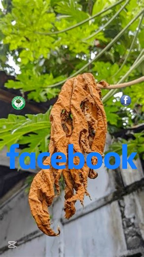 119K views · 3.6K reactions | How to shrink uterine fibroids in women #lifestyle #fblifestyle #foryouシpage | Secrets of Health | Facebook