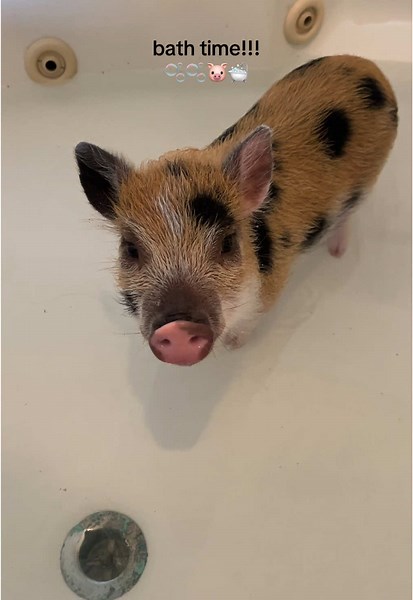 Enjoying Bath Time with Mini Pigs: A Fun Experience