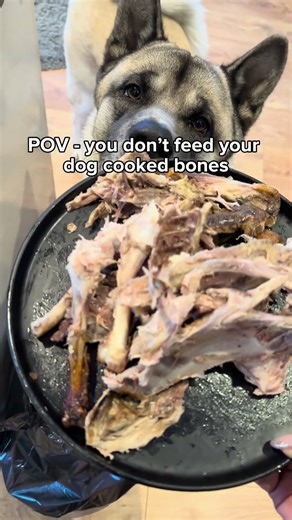🚨 I’ll never feed my dog cooked bones — and here’s why: They can splinter, causing choking
