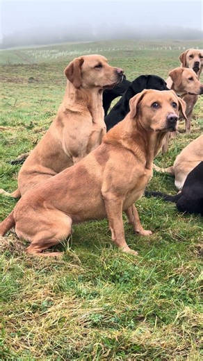 The ultimate Labrador Focus. Be more Columbo