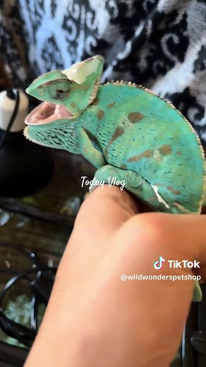 Incredible Blue Veiled Chameleon: A Close-Up Look