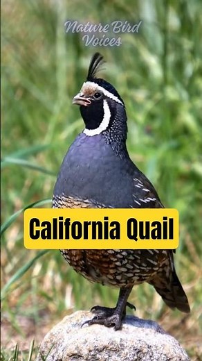 California Quail | Callipepla californica #birds #birdsong #birdsounds
