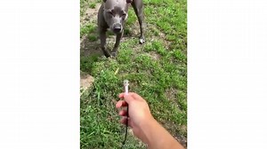 1.1M views · 16K reactions | The Dogs of 2020 | We Rate Dogs | Facebook