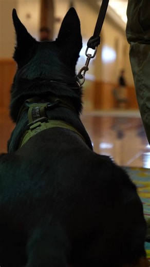 2.1K views · 1.8K reactions | ‍了 K9 Competition, One Mission ️ RGV...