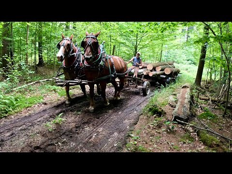 JUST A QUIET DAY HORSE LOGGING #672