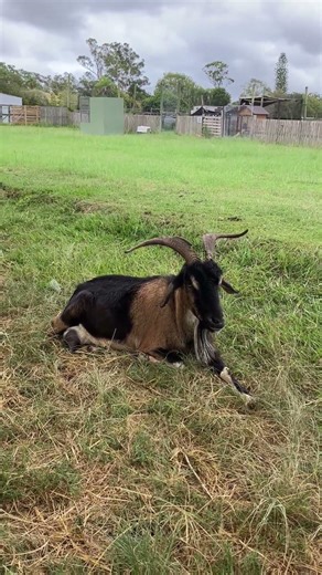 #goat #farming #australia