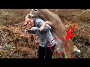 Deer attacked the girl and wanted her ... / She provoked the attack deer