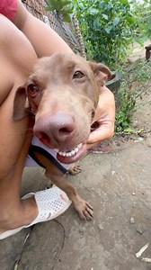 1.1M views · 24K reactions | Lúc nào nó cũng nghỉ nó là trùm hết #Maxstudio, #mcv, #FBTCC, #Reels #Reelsvn | Tâm Chó Cỏ | Facebook