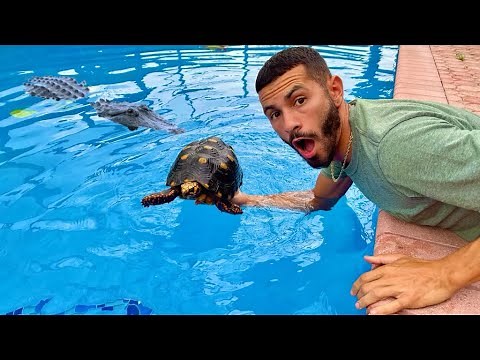 CAN A TORTOISE SWIM ?
