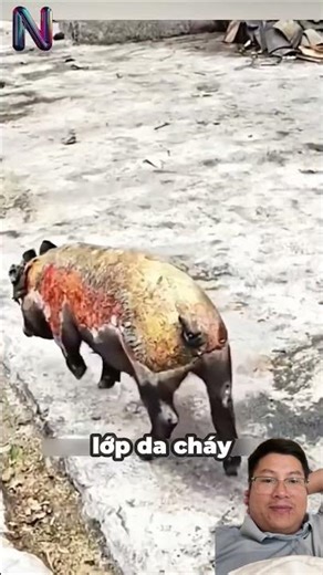 #nghiluc #camdong #cuocsong #phepmau #funny #topgamedoithuonguytin #cute #dongvat #cat