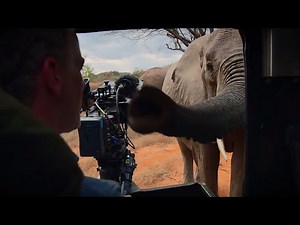 Curious Elephant Invades Car | BBC Earth