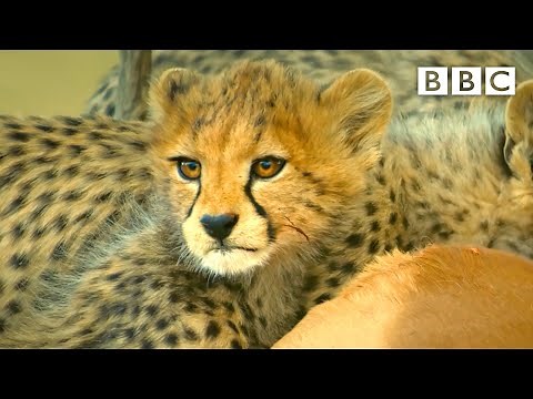 Cheetah cub fights off hungry jackals 😲 Serengeti II - BBC