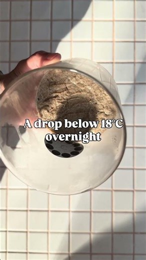 "Why Your Sourdough Isn't Rising (And the $35 Fix)