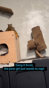 Oh poor Sandy. 😂#sandyandscrat #squirrellove #funnyanimals #squirrel #leavemealone | Jennifer Elizabeth
