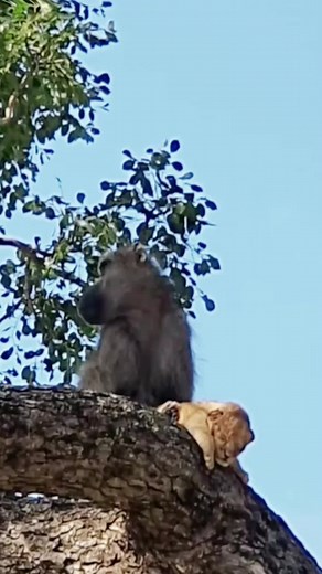 Baboon and Lion Cub Interaction in the Wild