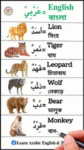 14K views · 368 reactions | Learn Arabic to English Animal Vocabulary @learnarabicenglishbangla #tranding #learnenglish #vocabulary #Amazing #useful #teacher #reelschallenge #reelsviralfb #reelsoftheday #reelstrending #reelsfb2024 #viralreelsシ #reelsviralシ #viralvideo #reelsforyou #reelsfypシ #learnarabic #learnarabiconline #howareyou #name #thankyou #thankyouforyoursupport #facebookreelsviral #animals #lions #tiger #leopard #wolf #beard #monkey | Learn Arabic English & Bangla | Facebook