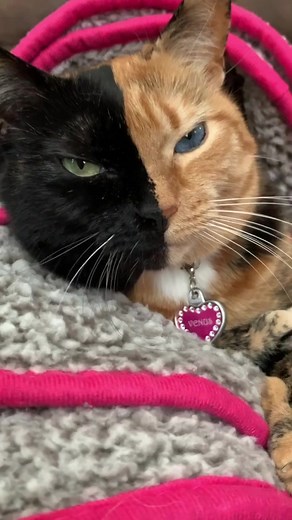 Venus Two Face Cat on TikTok