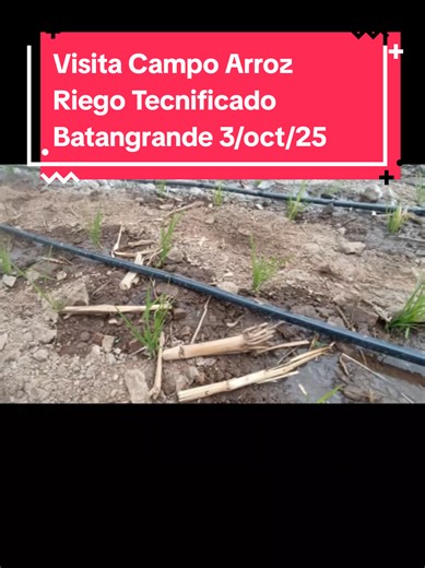 Visita campo de arroz bajo riego tecnificado sembrado 18 set 2025... Batangrande Campo de Daniel Carrero & Miguel Callao les acompañaremos en todo el proceso productivo de esta experiencia 🔥