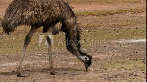 An Australian emu walks and eats off the ground.