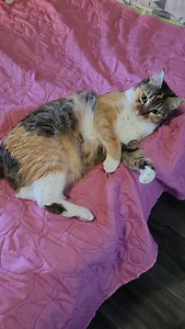 Puka Smuka 🥰 #hopeforkittens #catmom #instacat #catsofinstagram #fostermom #catfoster #lovecats #motherofcats #kittens #macke #cute #animals #cat #meow | Hope For Kittens
