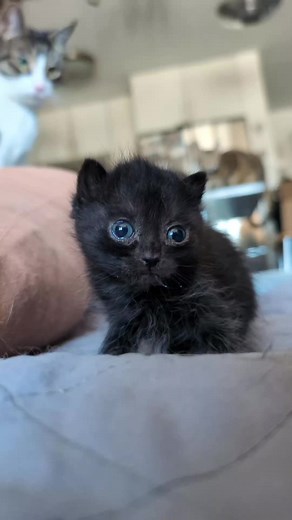 Exploring Cute Black Kittens in Adorable Videos