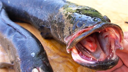 Northern Snakehead invasive predator taking over