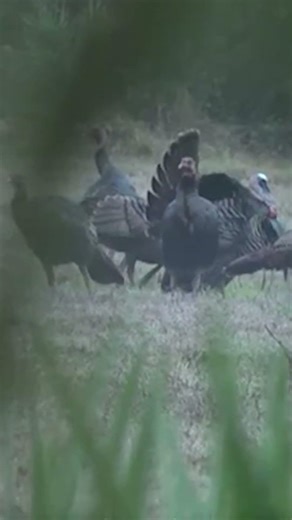 Inbreeding within turkey flocks!