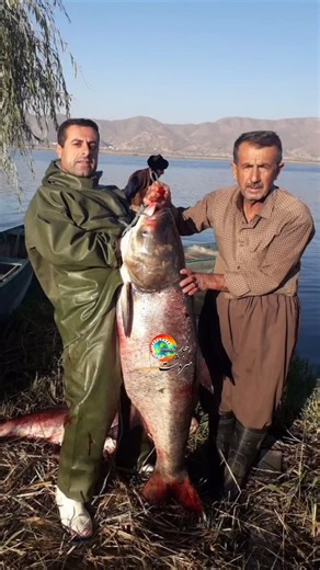 ‎دیجی کالا رایگان 🔗‎ on Instagram‎: "🎥ببینید// صید ماهی 30 کیلویی در دریاچە زریبار مریوان ◣◥◤◢◣◥◤◢◣◥◤◢◣◥◤◢◣◥◤◢◢◣◥◤◢◣◥◤◢◣◥◤◢◣◥ ꧁❤•༆ اخبار سردشـــــــــت ༆•❤꧂ ➽➽ @akhbarsardasht ➽➽"‎