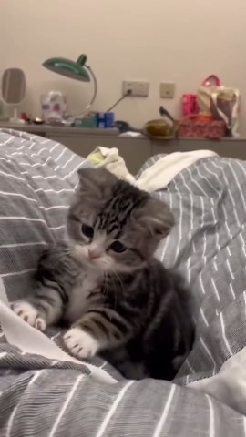 Funny Cats in Action: Playful Antics You’ll Love