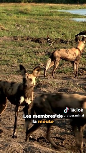Le Lycaon chien indomptable dans la savane