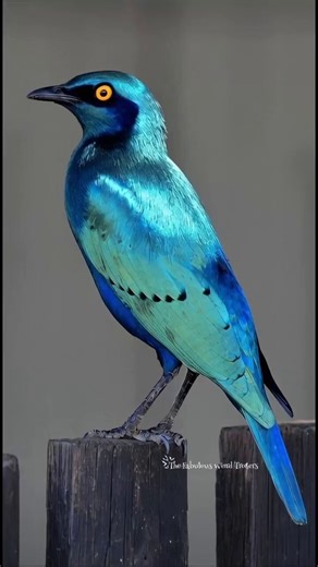 Iridescence of the Greater Blue-Eared Starling