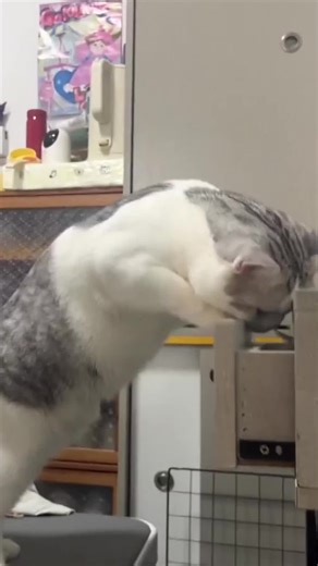 Funny and Awkward Cat Moments to Brighten Your Day