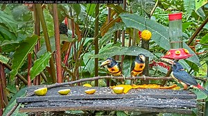 Collared Aracaris (pronounced "are-a-SAR-ees") often travel in small groups, foraging together on fruit and other food that they encounter, and usually everyone seems to get along just fine. However, in this clip, one individual takes aggressive action against a neighbor, using his bill to grasp the other individual's head and shake him. Later, the dominant individual again strikes out at the same bird, who appears to be shying away from the food and the aggressive bird. These kind of interactio